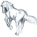 Horse Sketch